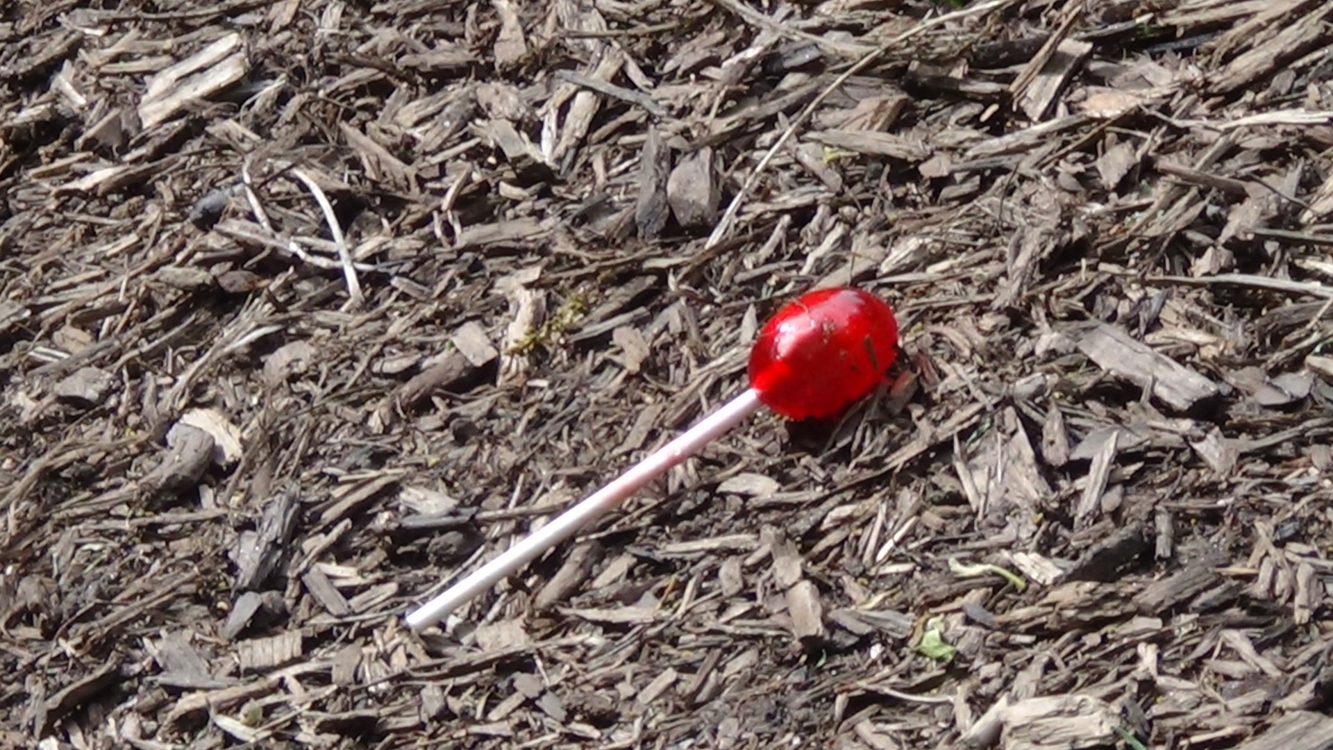 Lonely Lollipop