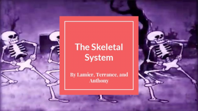 The Skeletal System